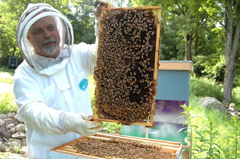 Beekeeping - hive
