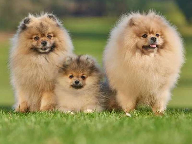 Pomeranian