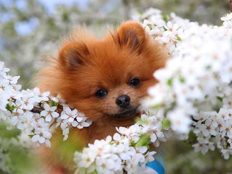 pomeranian
